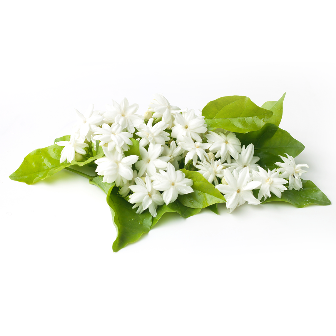 Jasmine Mogra