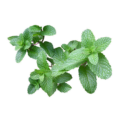 Peppermint (Pudeena)