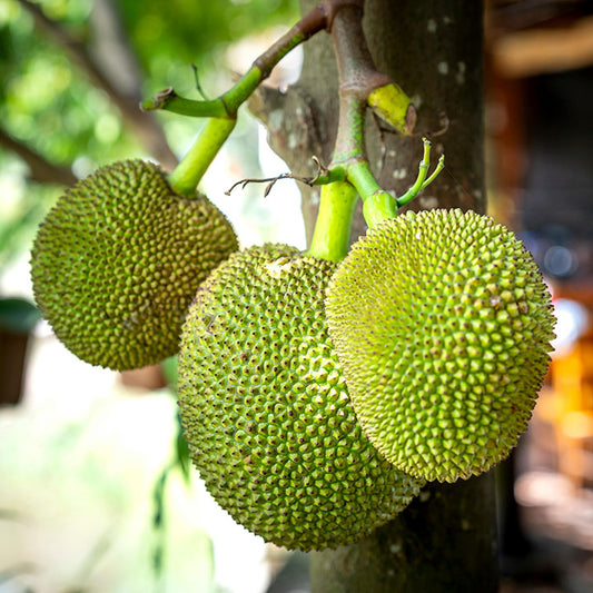 Breadfruit (Kathal)