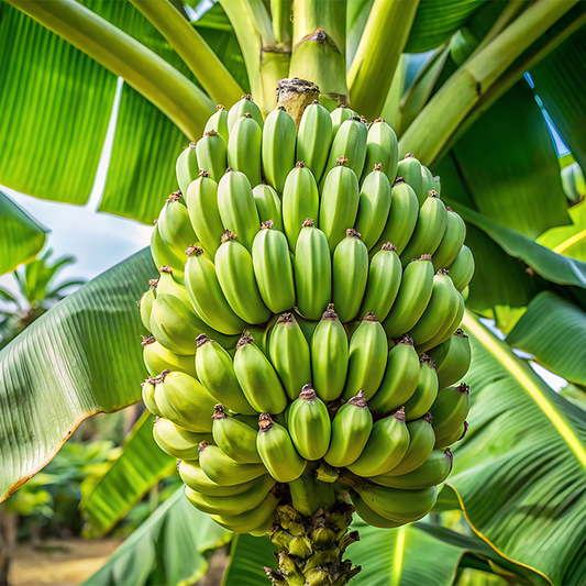 Raw Banana (Hare Kele)