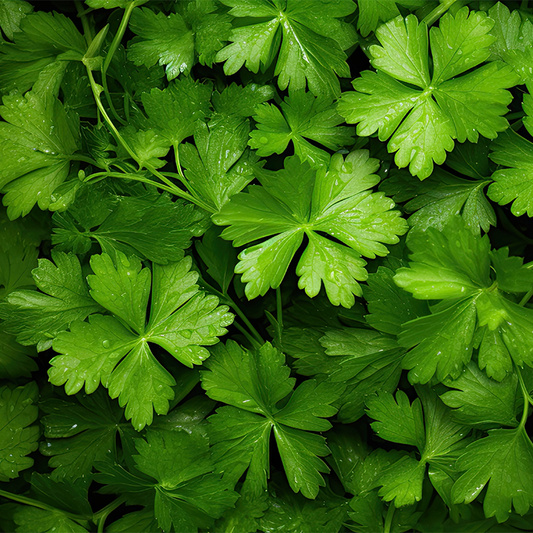 Coriander (Hara Dhaniya)