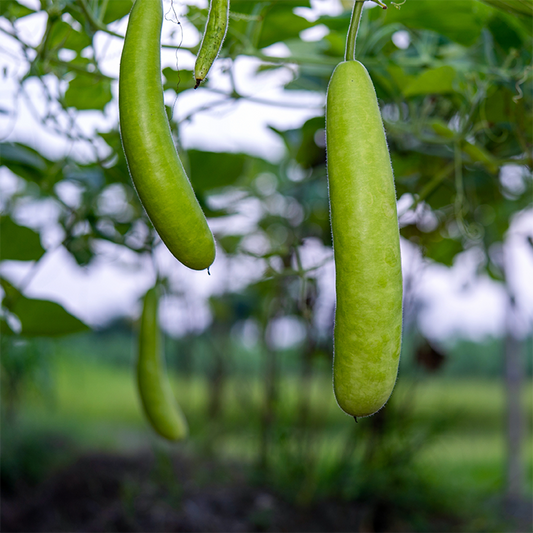 Long Calabash (Lauki)