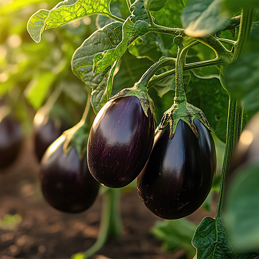 Brinjal (Desi Baigan)