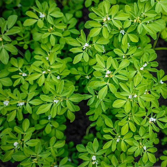 Methi
