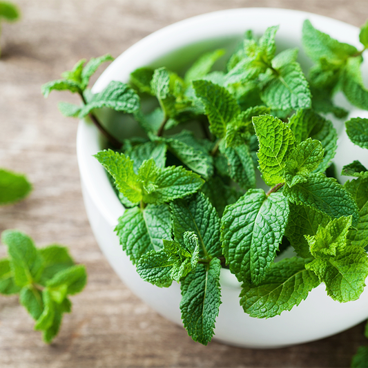Peppermint (Pudeena)