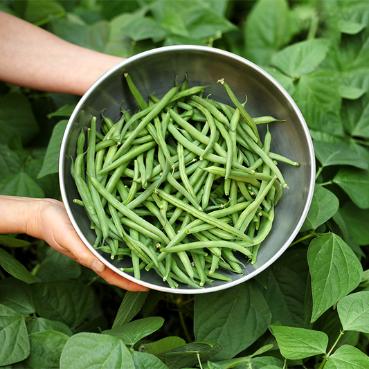 Green Beans (Beans)