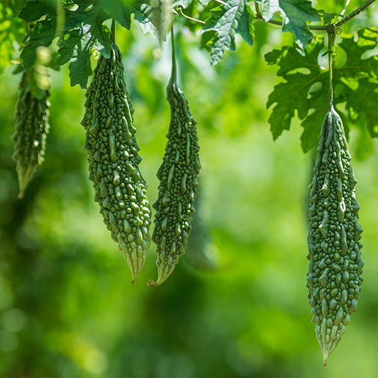 Bitter Melon (Karela)