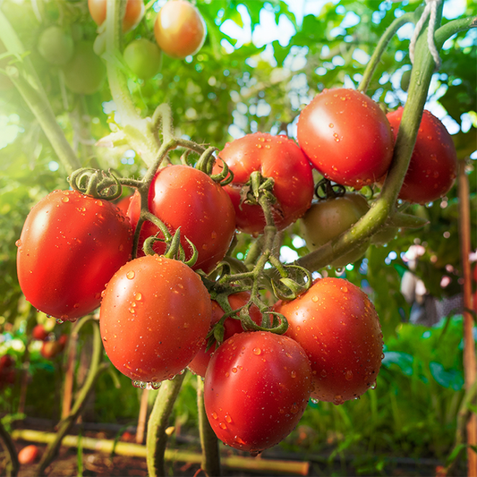 Tomato (Tamatar)