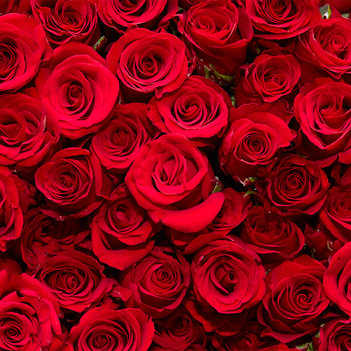 Roses