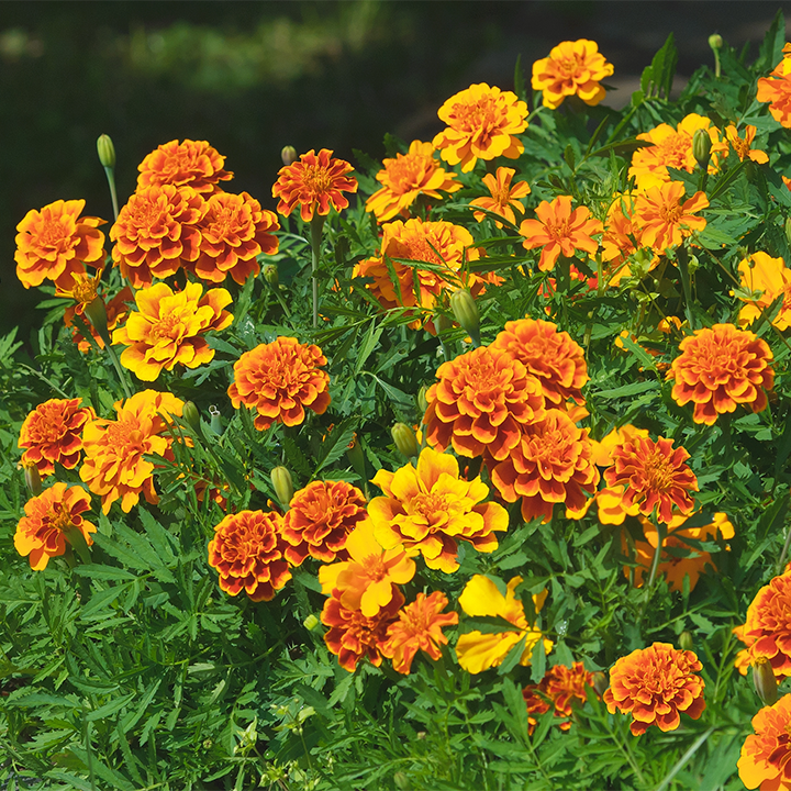 Marigold (Small)