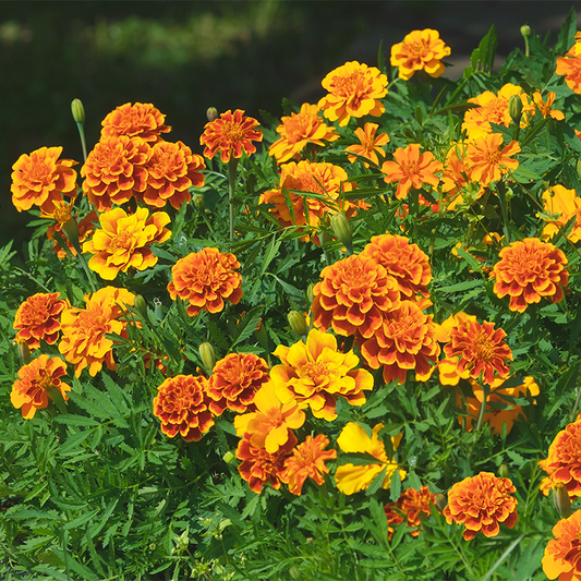Marigold (Small)